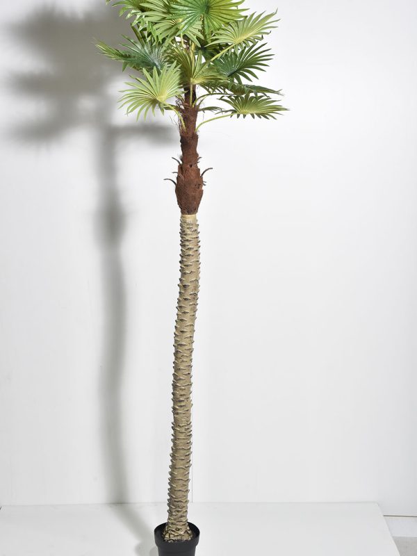 Drvo palme 05271