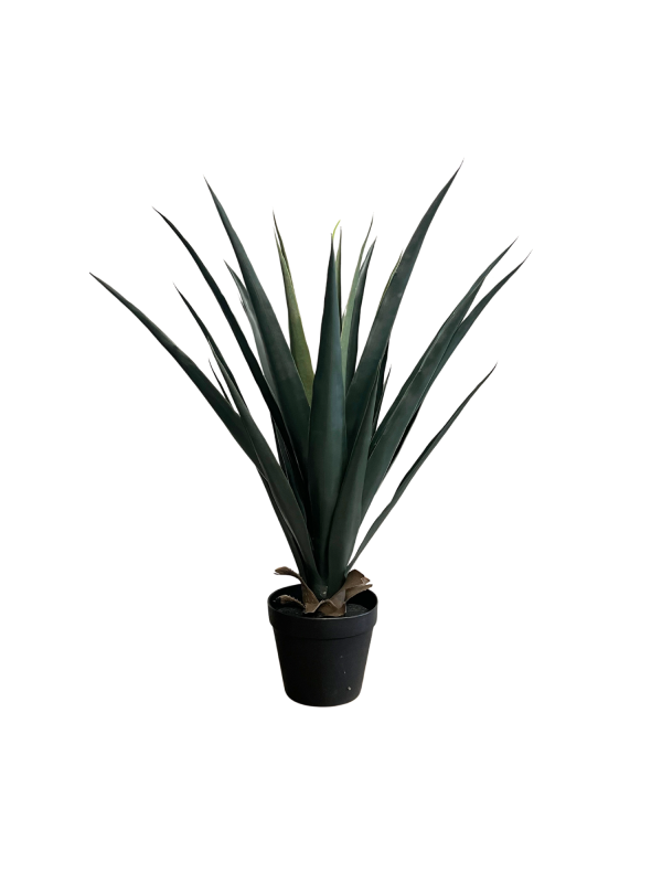 Yucca  05330