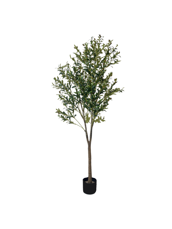 Maslina 05310