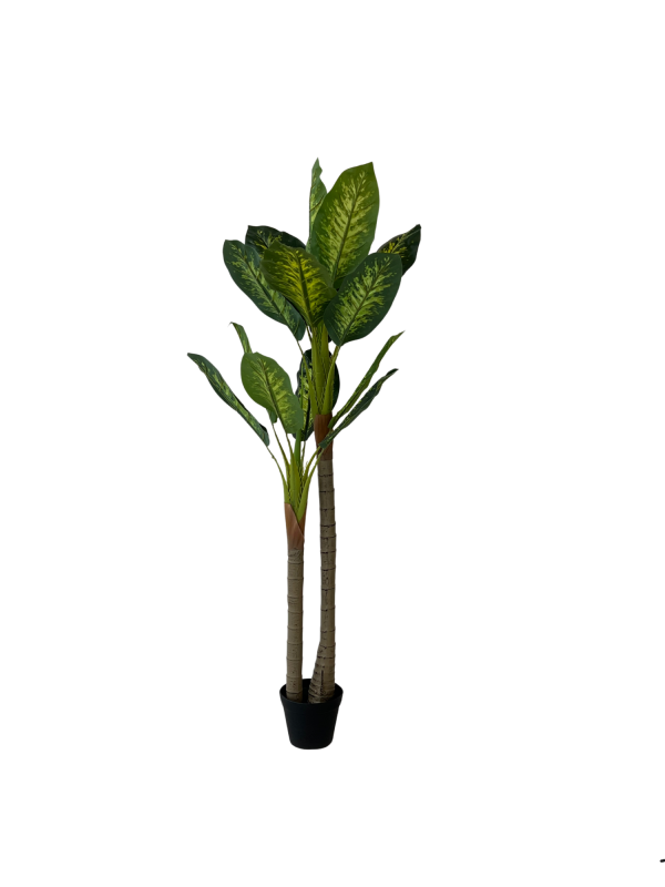 Evergreen 05371