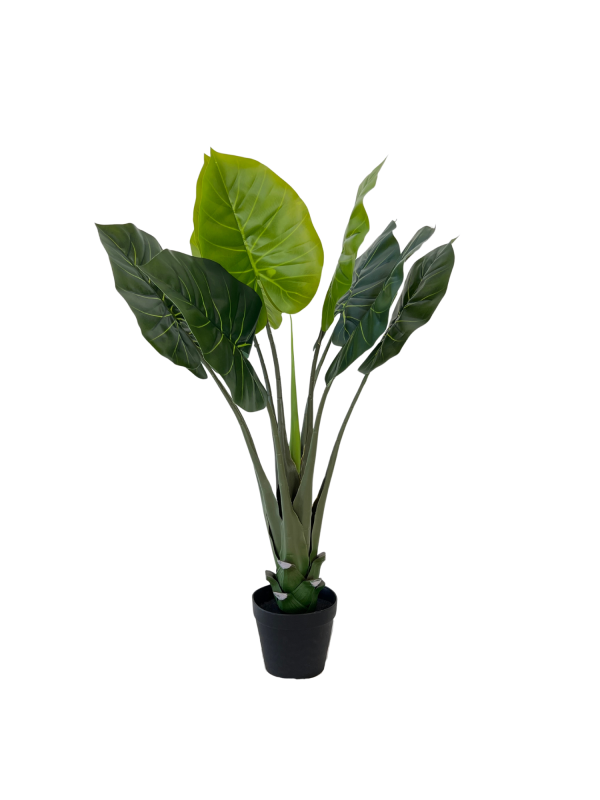 Evergreen 05370