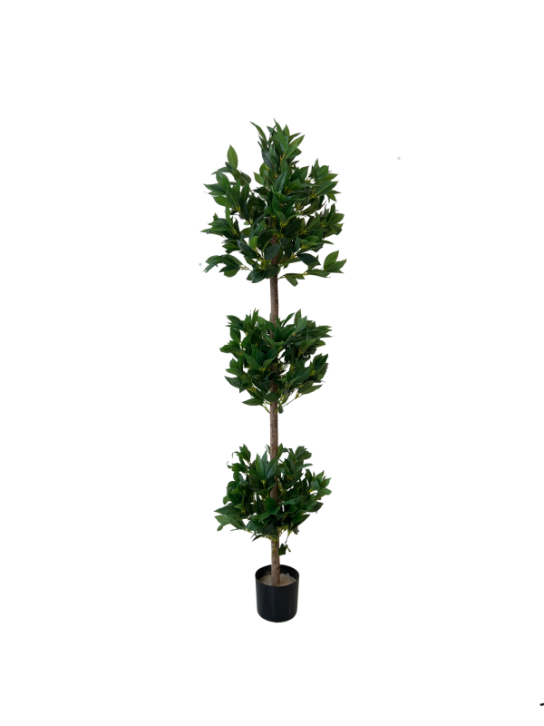 Lovor 05338