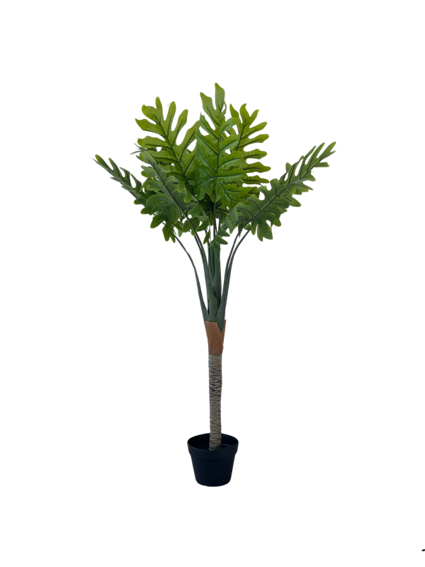 Filadendron 05334
