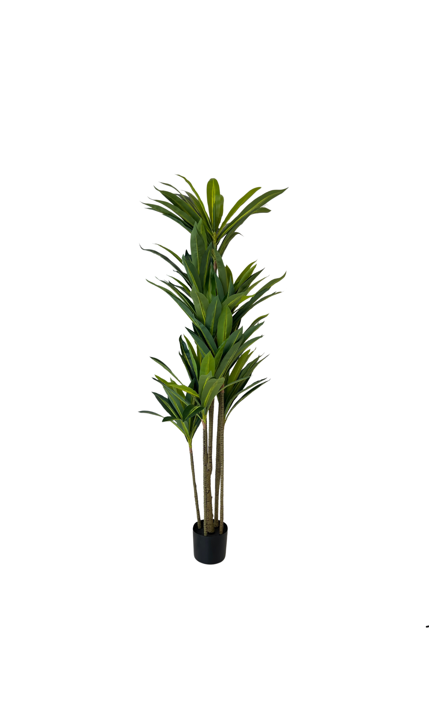 Dracaena 05356