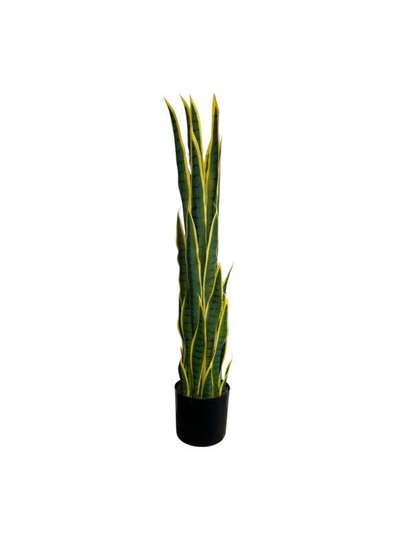 Sansevieria 05375