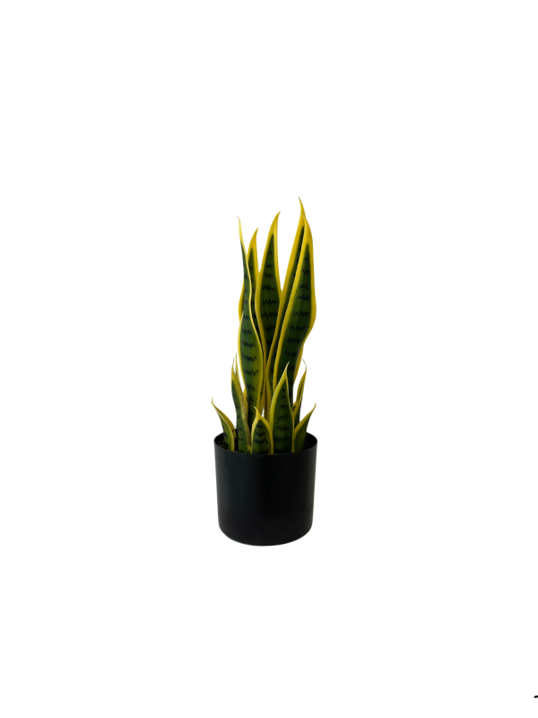 Sansevieria 05373