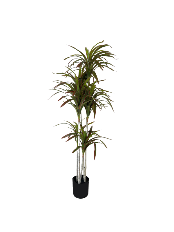 Dracaena 05336