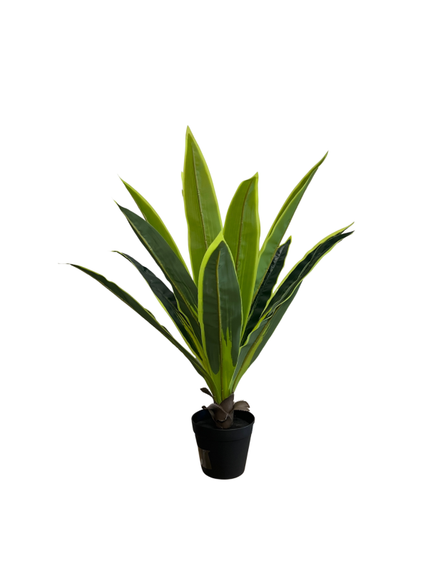 Dracaena 05354