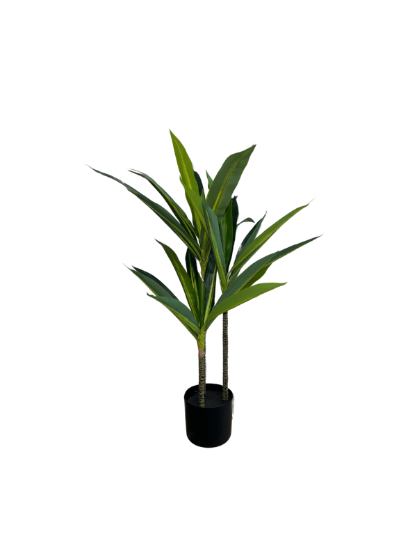 Dracaena 05355