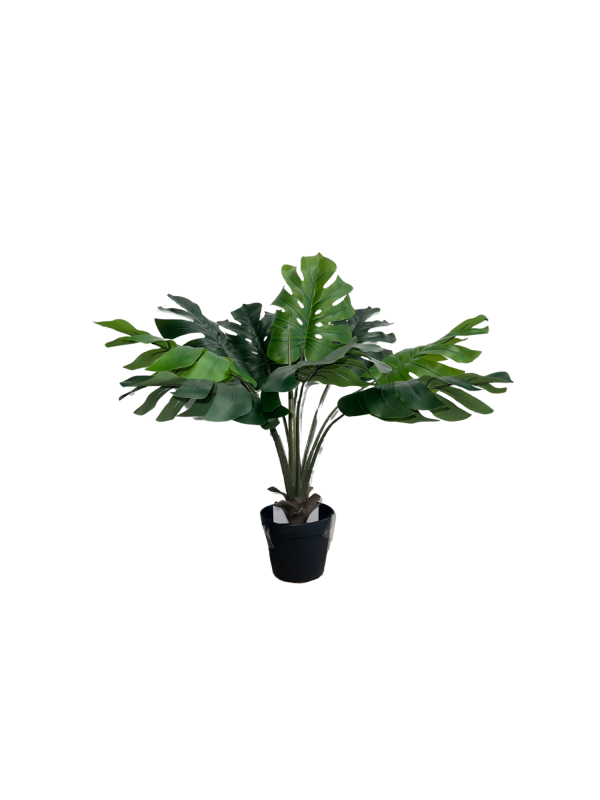 Monstera 05357