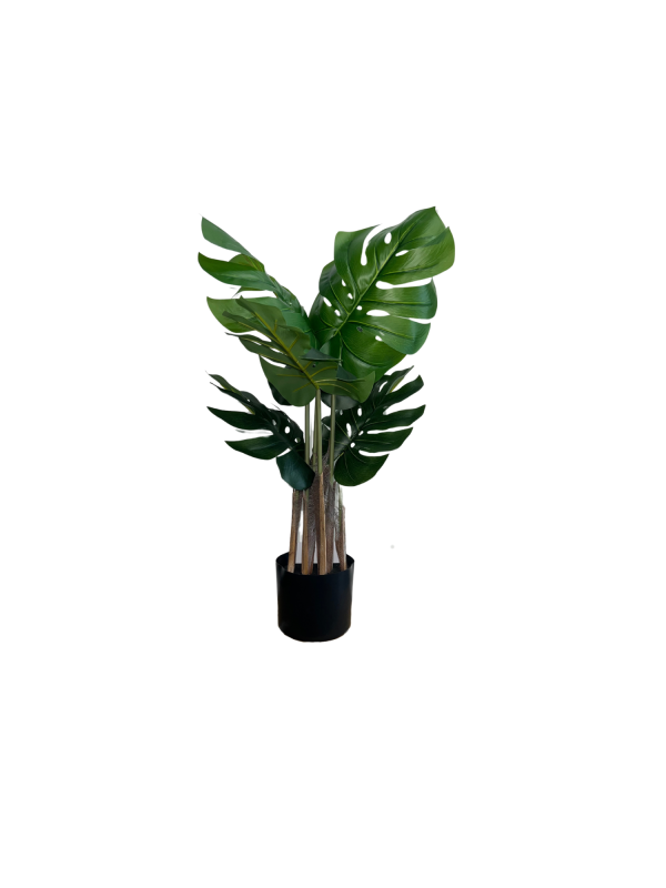 Monstera 05358