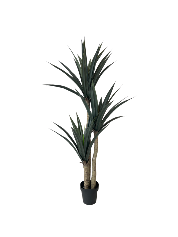 Yucca 05332