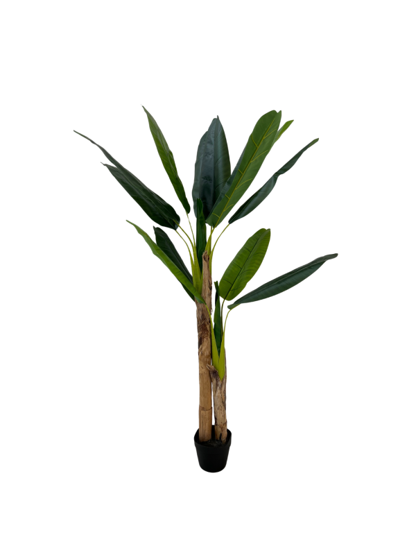Banana 05352