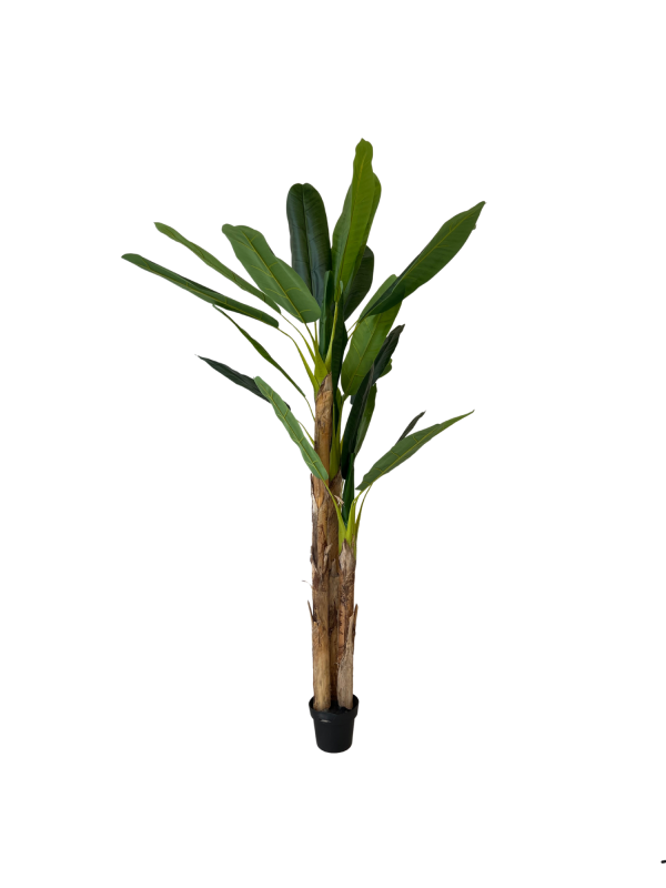 Banana 05353