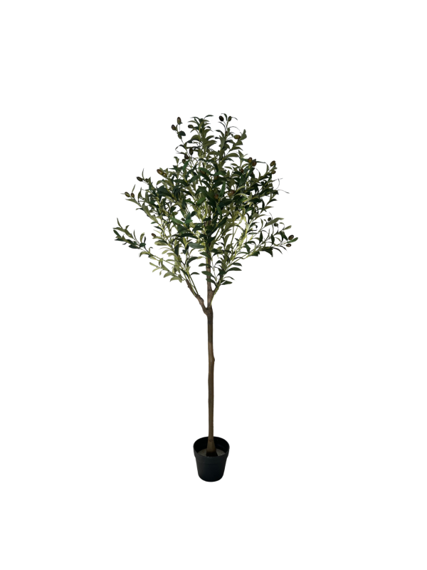 Maslina 05309