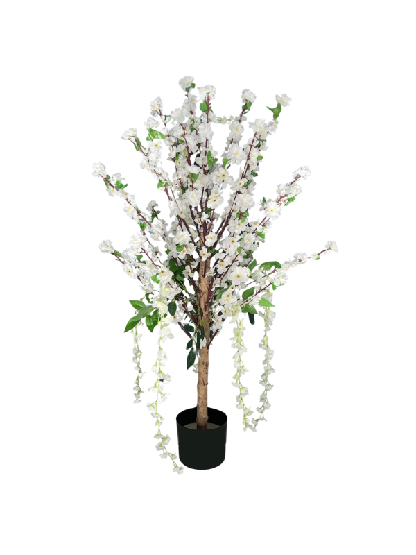 Wisteria 05328